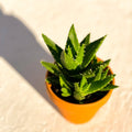 Aloe mitriformis - Sprouts of Bristol