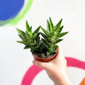 Aloe squarrosa - Sprouts of Bristol