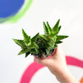 Aloe squarrosa - Sprouts of Bristol