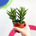 Aloe squarrosa - Sprouts of Bristol