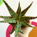 Aloe vitro - Sprouts of Bristol