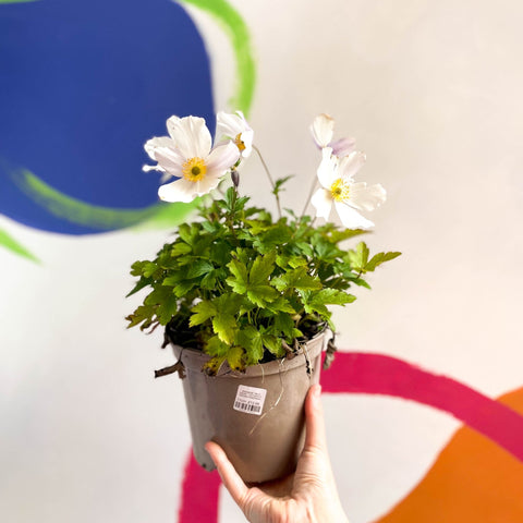 Anemone 'Wild Swan' - Cotswold Grown Perennial - Sprouts of Bristol