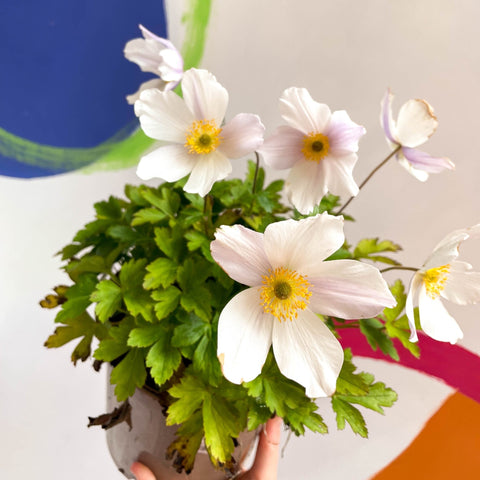 Anemone 'Wild Swan' - Cotswold Grown Perennial - Sprouts of Bristol