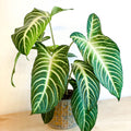 Angel Wing Plant - Xanthosoma lindenii ‘Magnificum’ - Caladium lindenii - Sprouts of Bristol
