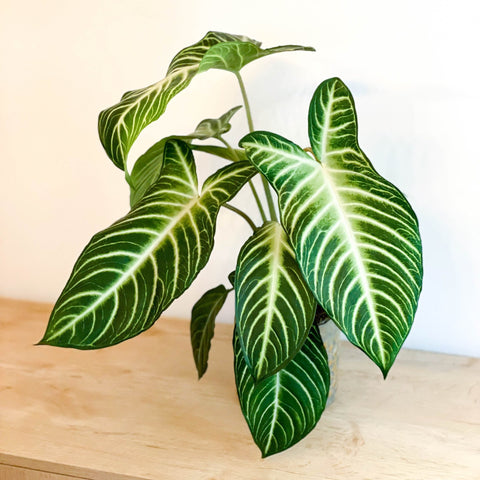 Angel Wing Plant - Xanthosoma lindenii ‘Magnificum’ - Caladium lindenii - Sprouts of Bristol