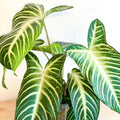 Angel Wing Plant - Xanthosoma lindenii ‘Magnificum’ - Caladium lindenii - Sprouts of Bristol