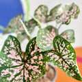 Angel Wings - Caladium 'Elise' - Sprouts of Bristol