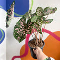 Angel Wings - Caladium 'Elise' - Sprouts of Bristol