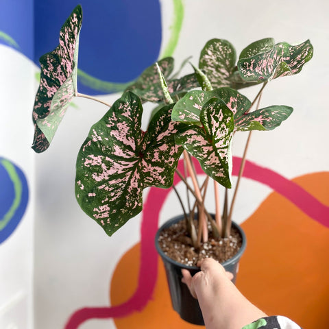 Angel Wings - Caladium 'Elise' - Sprouts of Bristol