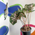 Angel Wings - Caladium 'Elise' - Sprouts of Bristol