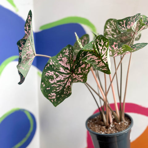 Angel Wings - Caladium 'Elise' - Sprouts of Bristol