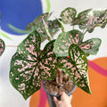 Angel Wings - Caladium 'Elise' - Sprouts of Bristol