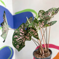 Angel Wings - Caladium 'Elise' - Sprouts of Bristol