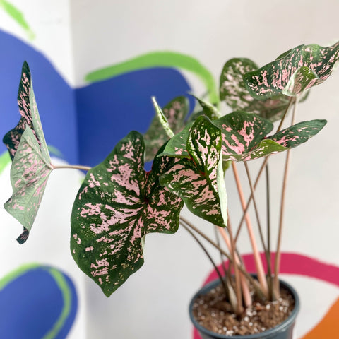 Angel Wings - Caladium 'Elise' - Sprouts of Bristol