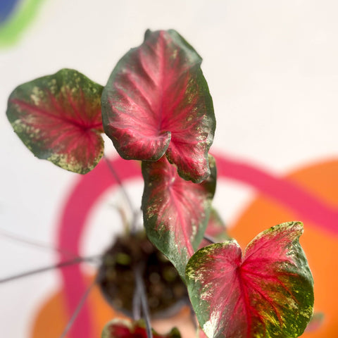 Angel Wings - Caladium 'Heart's Delight' - Sprouts of Bristol