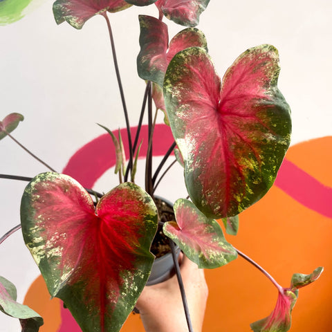 Angel Wings - Caladium 'Heart's Delight' - Sprouts of Bristol