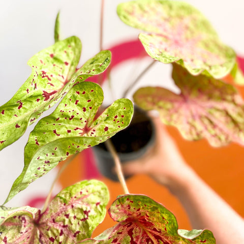Angel Wings - Caladium 'Miss Muffet' - Sprouts of Bristol