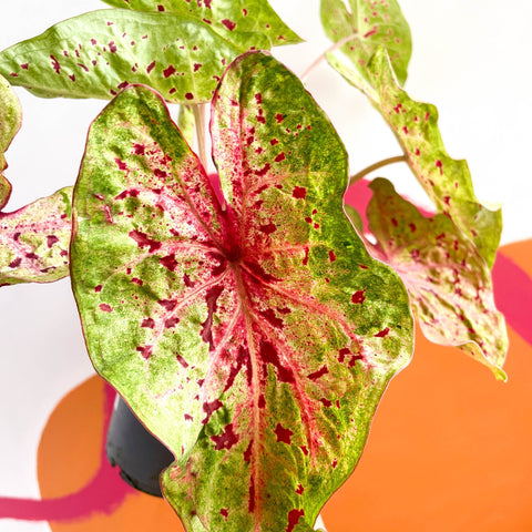 Angel Wings - Caladium 'Miss Muffet' - Sprouts of Bristol