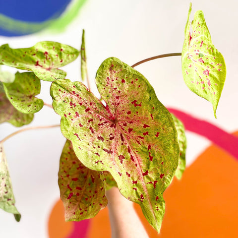 Angel Wings - Caladium 'Miss Muffet' - Sprouts of Bristol