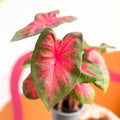 Angel Wings - Caladium 'Postman Joyner' - Sprouts of Bristol