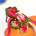 Angel Wings - Caladium 'Postman Joyner' - Sprouts of Bristol