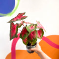 Angel Wings - Caladium 'Postman Joyner' - Sprouts of Bristol