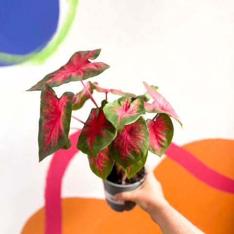 Angel Wings - Caladium 'Postman Joyner' - Sprouts of Bristol