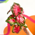 Angel Wings - Caladium 'Postman Joyner' - Sprouts of Bristol