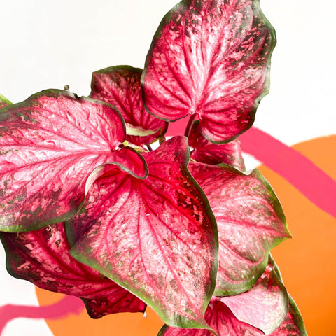 Angel Wings - Caladium 'Scarlet Flame' - Sprouts of Bristol
