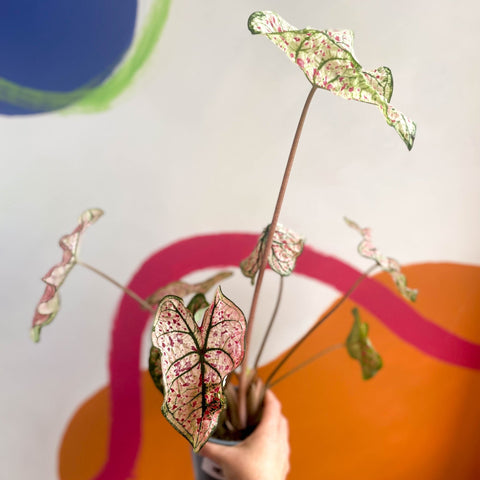 Angel Wings - Caladium 'Splash of Wine' - Sprouts of Bristol