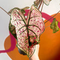 Angel Wings - Caladium 'Splash of Wine' - Sprouts of Bristol