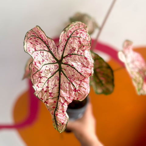 Angel Wings - Caladium 'Splash of Wine' - Sprouts of Bristol