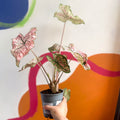 Angel Wings - Caladium 'Splash of Wine' - Sprouts of Bristol