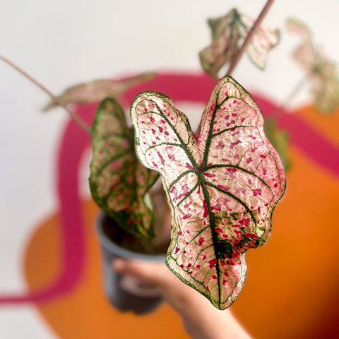 Angel Wings - Caladium 'Splash of Wine' - Sprouts of Bristol
