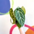 Anthurium crystallinum - Sprouts of Bristol