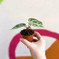 Anthurium crystallinum - Sprouts of Bristol