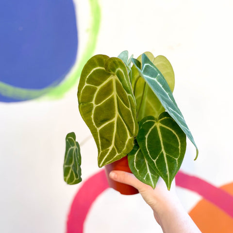 Anthurium crystallinum - Sprouts of Bristol