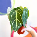 Anthurium crystallinum - Sprouts of Bristol