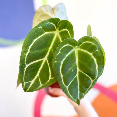 Anthurium crystallinum - Sprouts of Bristol