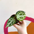 Anthurium crystallinum - Sprouts of Bristol