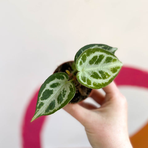 Anthurium crystallinum - Sprouts of Bristol