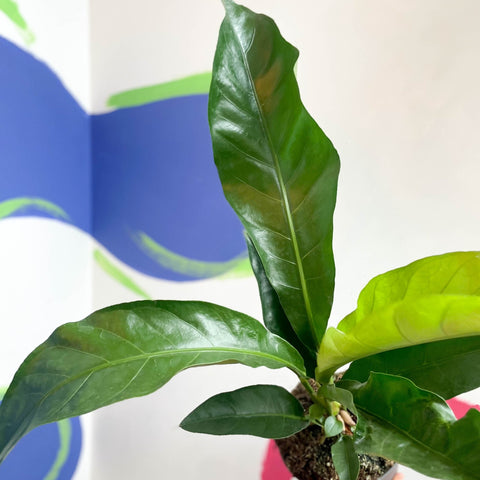Anthurium elipticum 'Jungle Bush' - Sprouts of Bristol