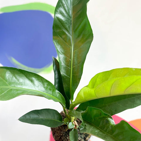 Anthurium elipticum 'Jungle Bush' - Sprouts of Bristol