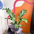 Anthurium plowmanii - Sprouts of Bristol
