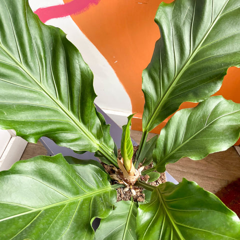 Anthurium plowmanii - Sprouts of Bristol