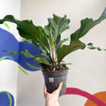 Anthurium plowmanii - Sprouts of Bristol