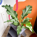 Anthurium plowmanii - Sprouts of Bristol