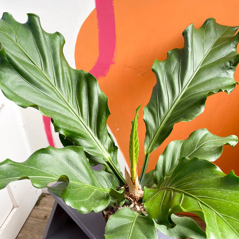 Anthurium plowmanii - Sprouts of Bristol