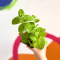 Apple Mint - Mentha suaveolens - Cotswolds Grown Culinary Herbs - Sprouts of Bristol