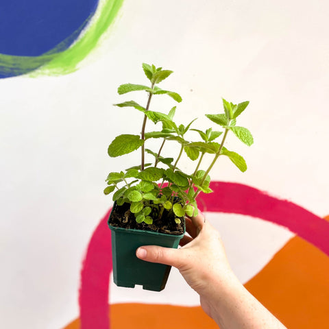 Apple Mint - Mentha suaveolens - Cotswolds Grown Culinary Herbs - Sprouts of Bristol